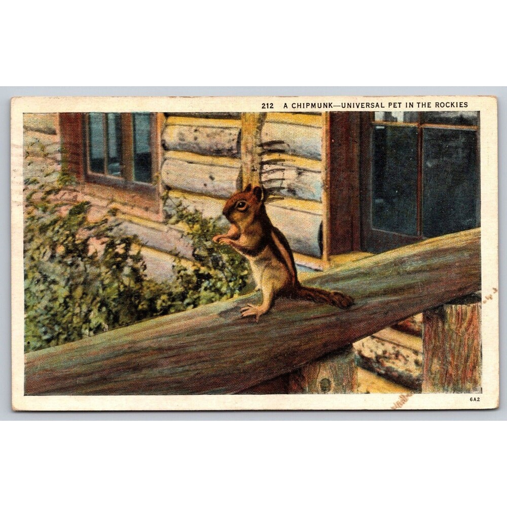 Postcard Colorado Estes Park Chipmunk Universal Pet in the Rockies Posted 1936